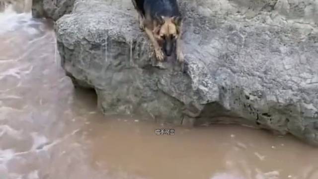 #狗狗能闯多大祸