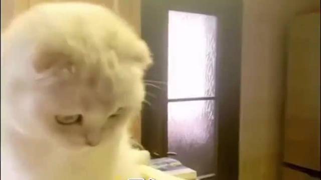 ：我知道错了，下次我还敢。
#猫猫能有什么错呢？