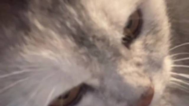猫咪