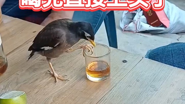 八哥有点贪杯，喝完直接上头了！