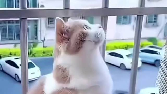 此时此刻，一眼万年被具象化了。#猫咪那些事 #三花猫
