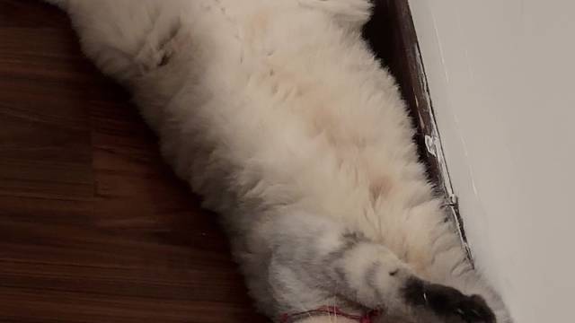 小猫