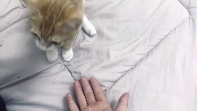 猫咪