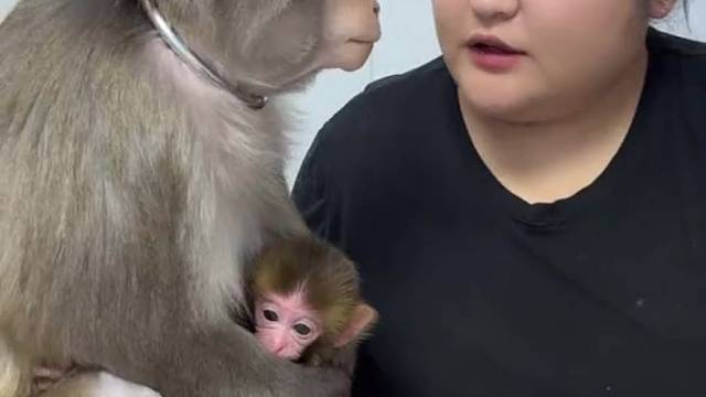 小猴子