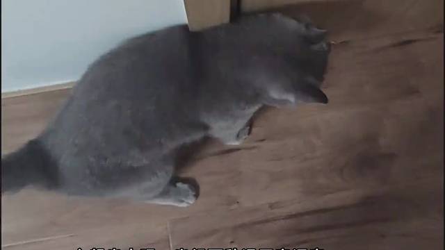 外面热不热，心里没有一点数儿#猫咪