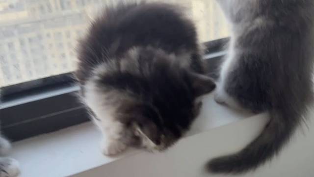 小猫