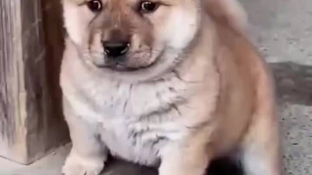 ##软萌中华田园犬 #谁能拒绝软萌小狗