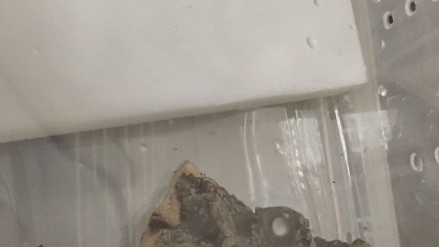 蛛蛛宠物
