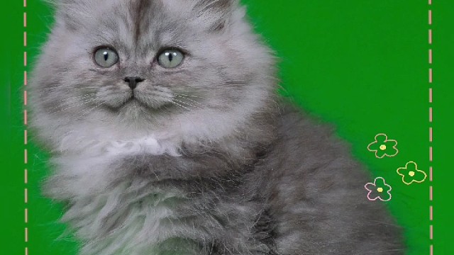 西伯利亚森林猫 烟灰色妹妹 找家长啦！