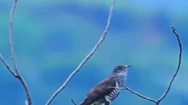 鸟儿唱歌啦