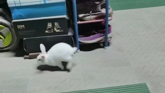 兔子在阳台玩耍