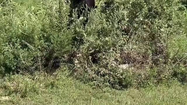 母牛忙着吃草找不到小牛向主人求助，主人开启“碎碎念”模式。网友：句句有回应，句句听不懂！
