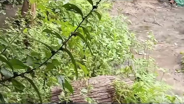 青椒炒大鹅……
