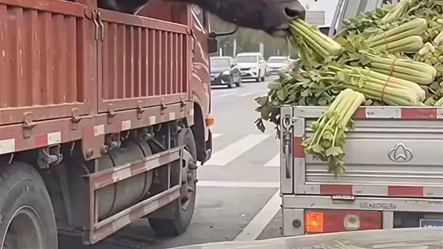 吃点菜怎么了