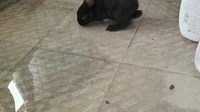 又买了一只黑兔养
