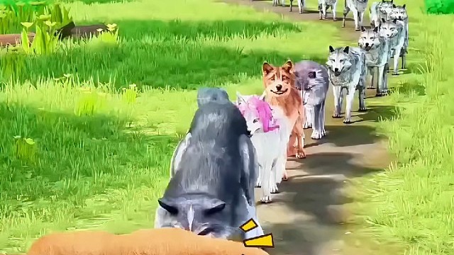 小狼的离谱经历