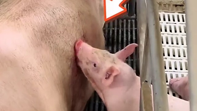 母猪身上有伤口 小猪在旁默默舔舐 小猪：青春没有售价 俺娘入口即化