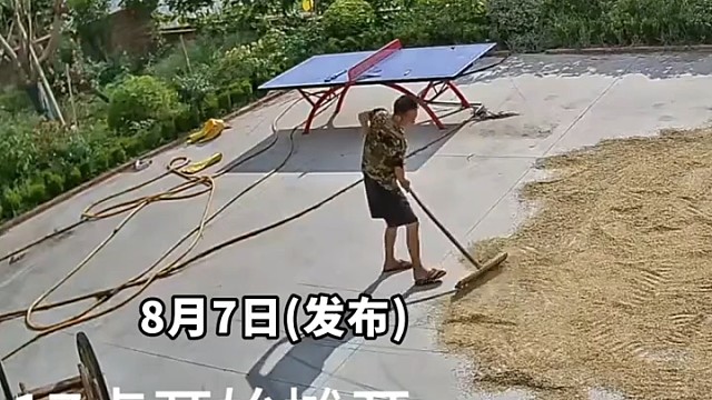 爸爸不信会下雨，收稻谷时慢慢悠悠的，结果雨突然下大了根本收不及
