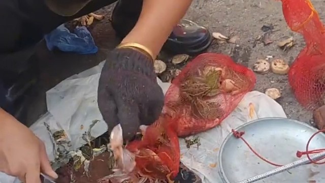 女子到菜市场买菜 看见老板宰杀一大堆牛蛙 于心不忍 便把它们全部买下 带到山上放生了