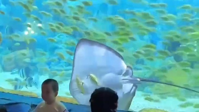 魔鬼鱼偷吃同事黄金鲹一口一个，网友调侃：上班索然无味，同事十分美味1