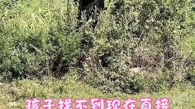 母牛找不到孩子找主人撒娇，主人一顿吐槽，像个操碎心的老父亲，网友：贪玩的孩子，着急的妈，碎嘴的爸爸很