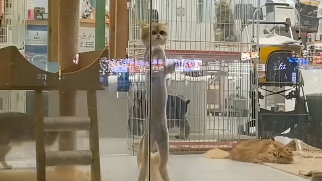 这是什么品种的猫咪？猫咪直立起身，修长的体态格外显眼1