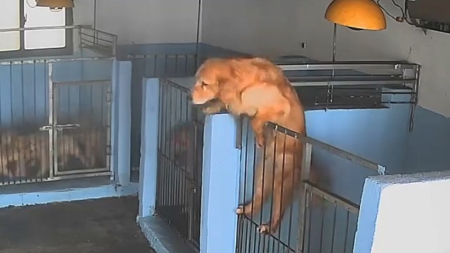 监控下的一幕，狗子为了生娃也是拼了，翻栏杆出逃找隔壁公狗谈恋爱1车厢里看到几位外国人，他们旅游好像很