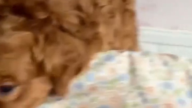 狗狗看到宝宝十分激动，直接给宝宝“洗了个脸”，狗狗：给咱家省点水1