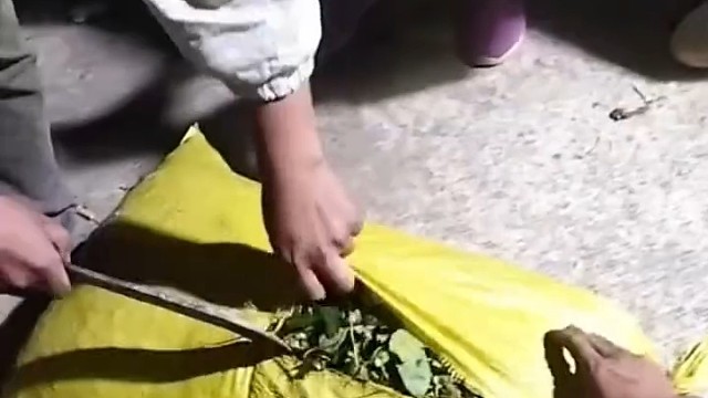 商家收购了一袋八角 回到家打开发现里面还有一大块石头 商家：亏大了