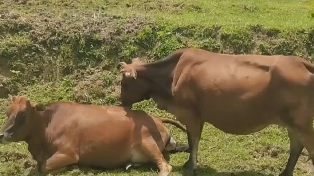 小母牛第一次生产卧立难安，牛妈妈寸步不离守在女儿身边安抚情绪，网友：生产的时候最担心的永远是自己的妈