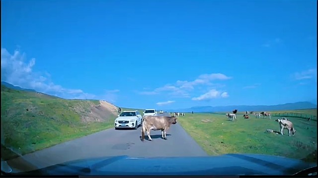 网友自驾旅游遇到牛拦路，本地大哥经过看不下去直接给牛一个大巴掌，牛:当初科目一的时候，你怎么答应我的