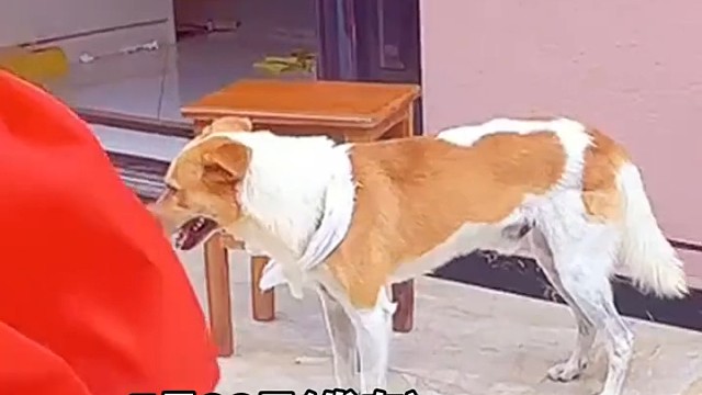 小狗知道主人去世了，红着眼睛站在门口徘徊等待，拍摄者：狗狗状态很差，看得出来心情低落1