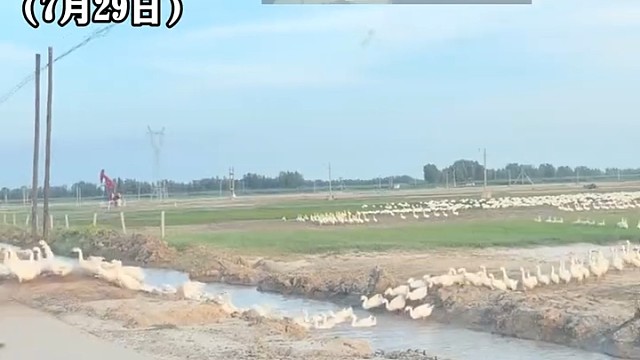 男子开车路上遇到“白鹅大军，”一眼望过去“鹅”成群，网友全自动没人赶这么规矩1