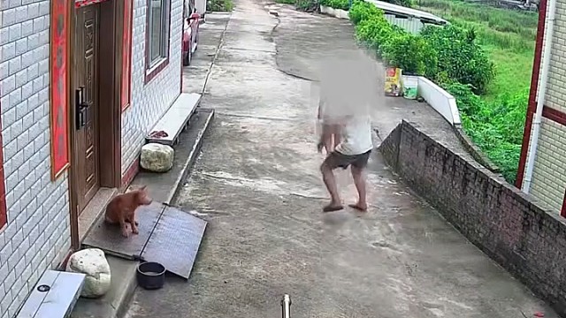 狗安安静静的待在自家门口 男子提前将鞋拿在手里 过去后 直接向狗发起攻击1