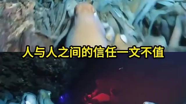 人与人之间的信任只有一丢丢...   #章鱼