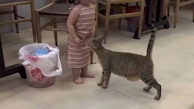 猫咪“抢”女孩手里的肉，女孩被气得大哭  ，猫咪：吓我一跳 她咋了1