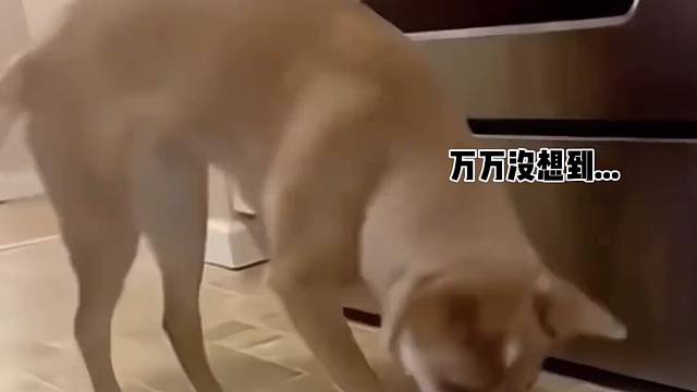 “有趣的事分享给有趣的人喔”#保底 #有趣的事分享给不敷衍的人 #2018年的夏天 #萌宠