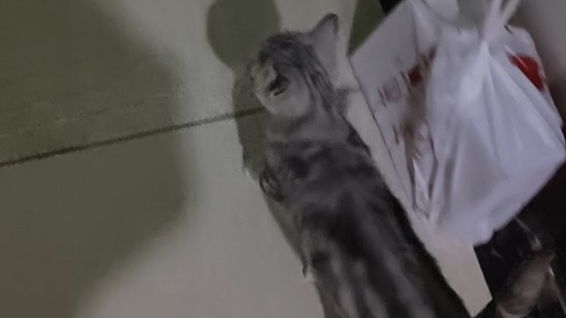 小咪跟我回家吧
