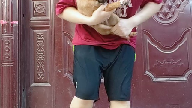东风吹战鼓擂九儿狙击怕过谁委屈小傻狗一下 #东风吹战鼓擂九儿狙击怕过谁 #感觉至上 #杂狗 #萌宠
