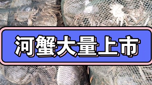 河蟹大量上市