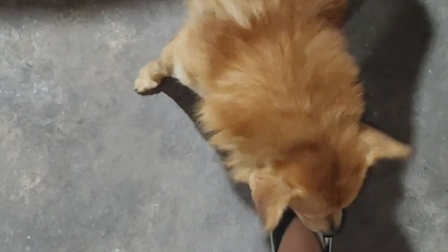 狗策划