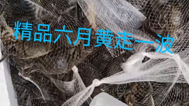 河蟹大量上市