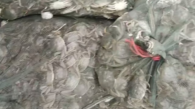 河蟹大量上市