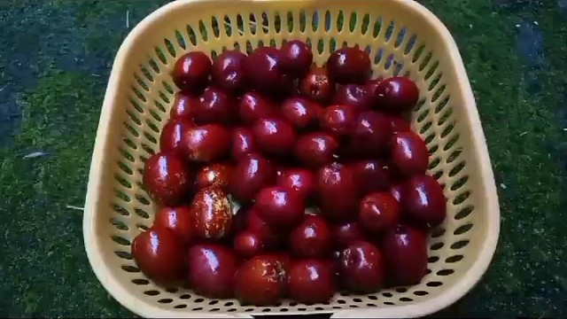 百分百天然无公害水果……红枣……