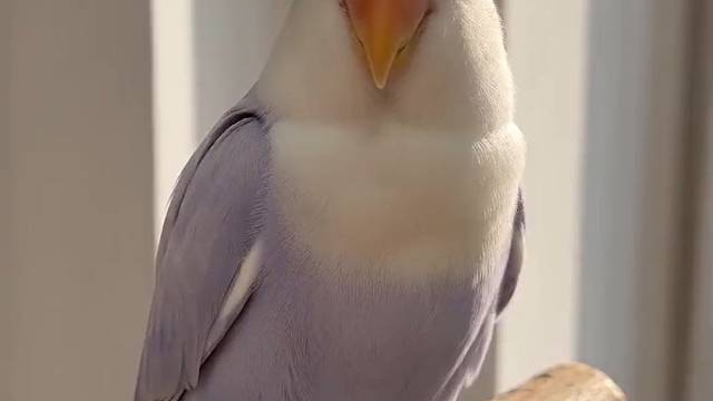 小牡丹鹦鹉