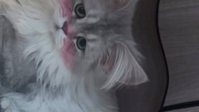 我家的小猫是最可爱的