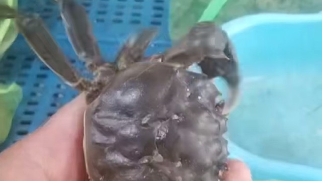 河蟹大量上市