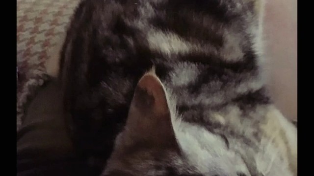 我的作息 睡眠 生活 已经乱掉了 我已经 分不清