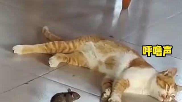 #橘猫与老鼠 #橘猫搞笑 #宠物猫的迷惑行为 原来不爱了，喘气都是我的错？