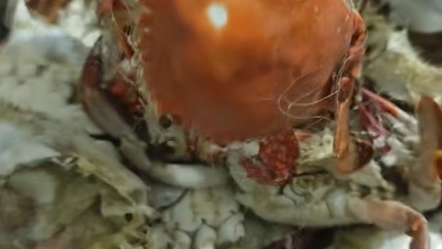 蟹